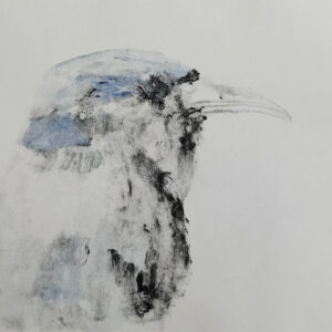 Drongo Despenteado II