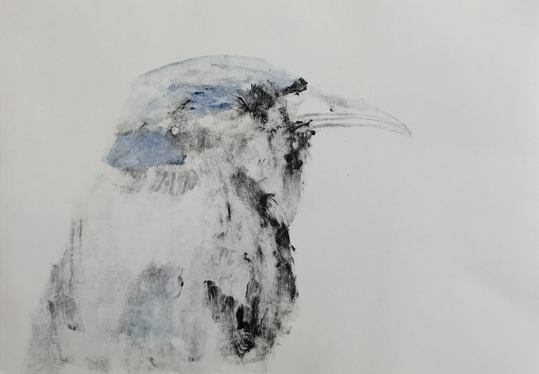 Drongo Despenteado II