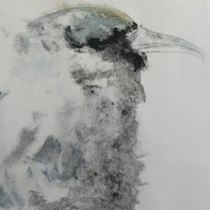 Drongo Despenteado III